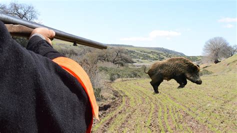 Tir Dun Sanglier Au Maroc Chasse Au Sanglier 2019 Youtube