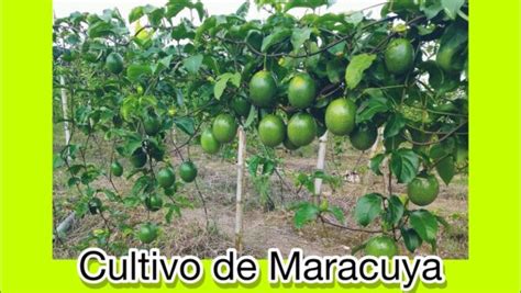 C Mo Sembrar Maracuy Paso A Paso Sembrar Plantas