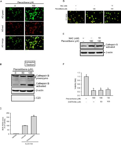 Figure 1 From Pterostilbene Simultaneously Induced G0 G1 Phase Arrest