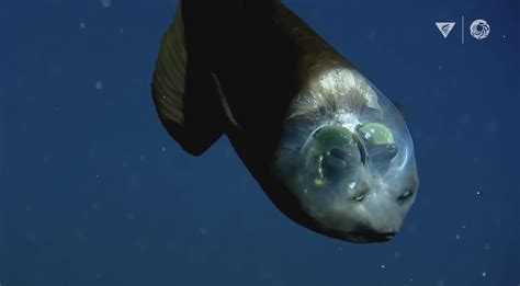 MBARI’s Top 10 weirdest Deep-sea Animals - BrightVibes