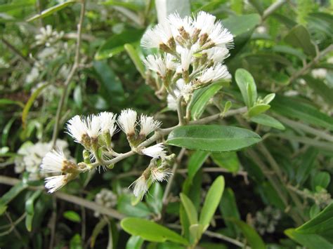 starr-110330-3728-Vernonia_elliptica-flowers-Garden_of_Ede… | Flickr