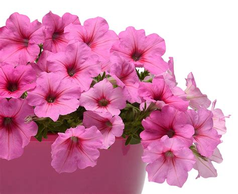 Easy Wave Pink Passion Petunia | Petunias, Wave petunias, Easy waves