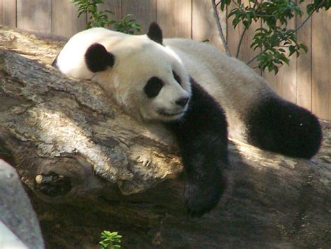 stock- Panda Bear - Sleeping by Kaltyr on DeviantArt