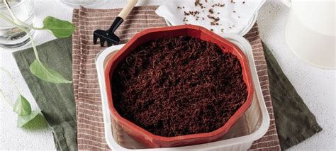 ¿Bichos en la tierra de la maceta? Aprende a eliminarlos