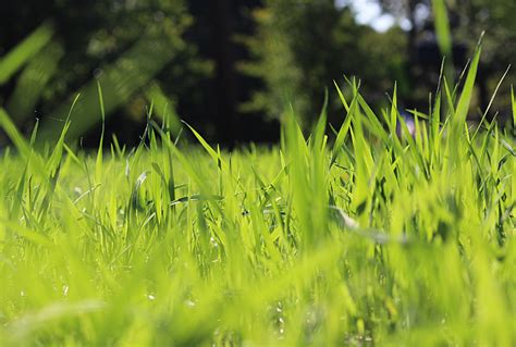 The Best Shade Tolerant Grass Varieties You Need to Know - Turf&Till