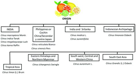 Origin of Citrus species [10]. | Download Scientific Diagram