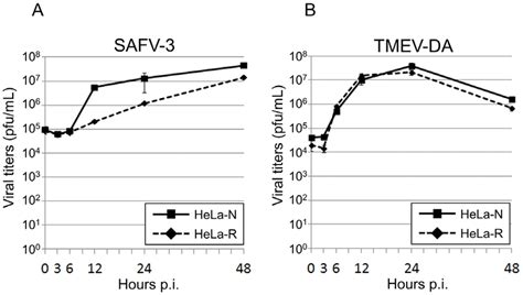 Growth Kinetics Of SAFV 3 And TMEV DA On HeLa N And HeLa R Cells A