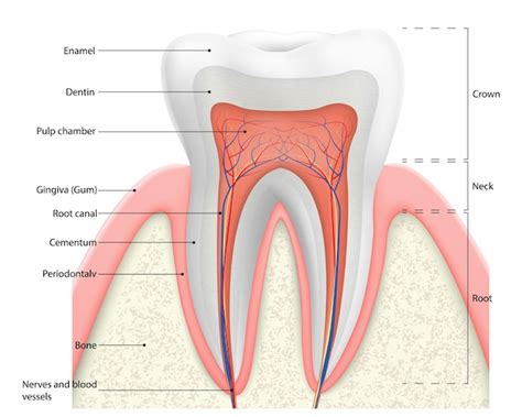 Diagrama Del Vector De La Estructura Del Diente Humano Esquema De