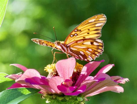 It S Back Springs Preserve Butterfly Habitat To Reopen For Spring In Vegas