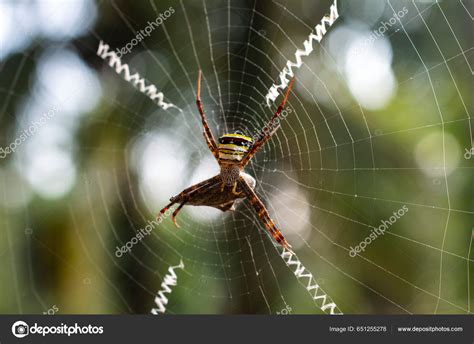 Spiders Make Webs Silk Natural Fibre Made Protein Here Spider — Stock