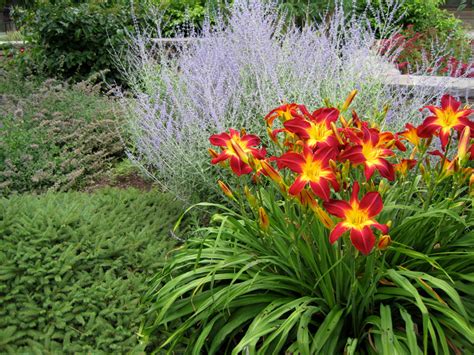 Designing with Daylilies — Enchanted Gardens