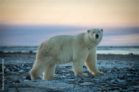 Polar bear stands on flat rocky tundra Stock Photo | Adobe Stock