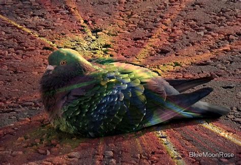 Rainbow Pigeon By BlueMoonRose Redbubble