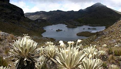 P Ramos Ecuador Cu Ndo Es El D A De Este Ecosistema Y Cu Ntos Hay En