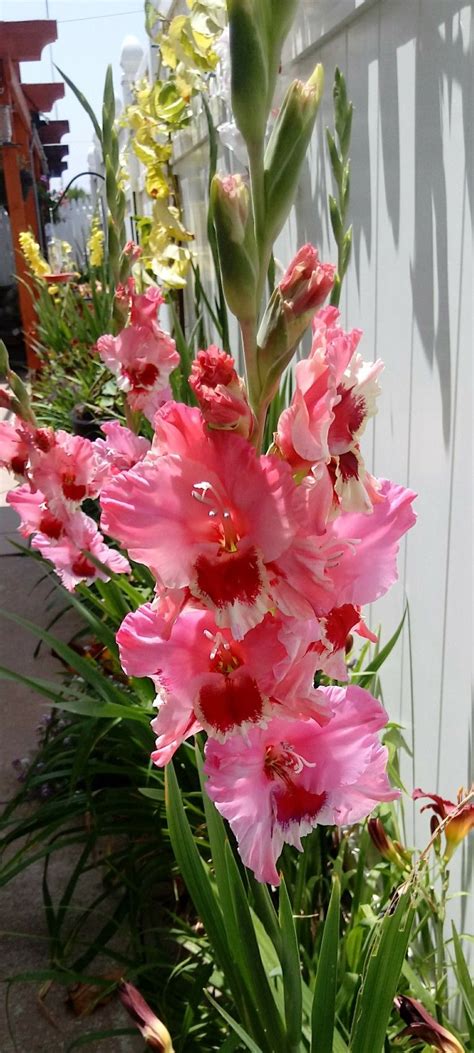 What is night gladiolus? – ouestny.com