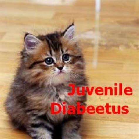 Diabetes Meme Cat - DiabetesWalls