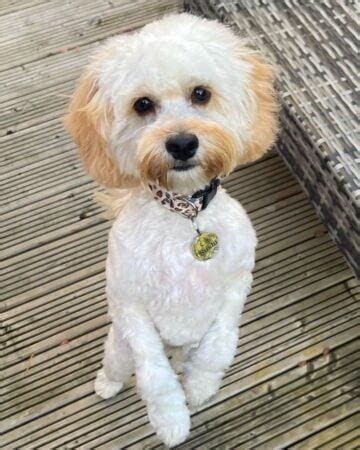 16 Best Cavapoo Haircuts With Pictures! (2024 Updated)