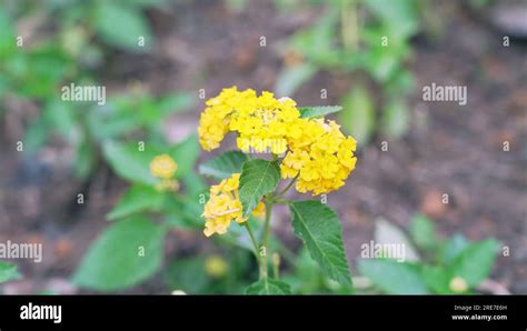 Close Up Of Yellow Lantana Flower Lantana Camara Lantanas Are Famous