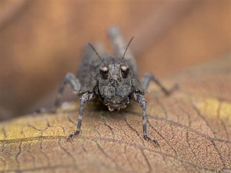 Black Grasshopper On The Dried Leaf Stock Image Image Of Black Macro 248667505