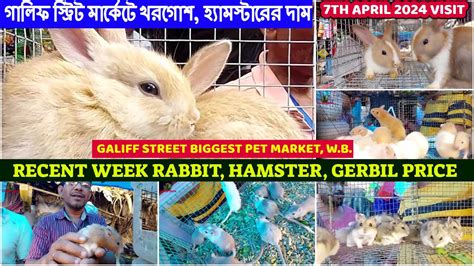 Recent Rabbit Hamster Gerbil Price