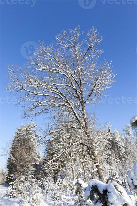 snow landscape, forest 9550634 Stock Photo at Vecteezy