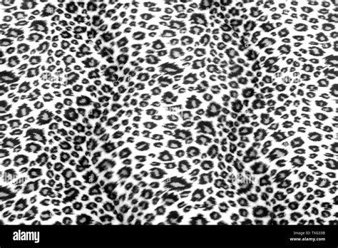 Leopard Engraving Banque De Photographies Et Dimages Haute