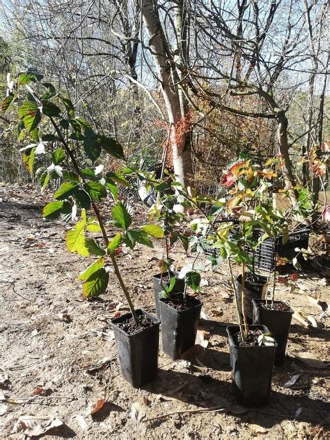 Mûrier sans épines bio Pépinière AB Des Forêts à Croquer