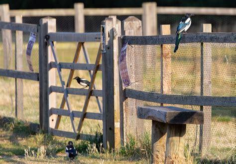 Magpies Corvid Fence - Free photo on Pixabay