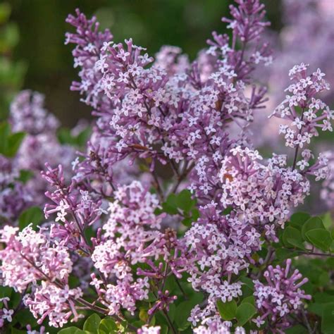 Syringa Pubescens Miss Kim Outdoor Lilac Shrub Free Uk Delivery