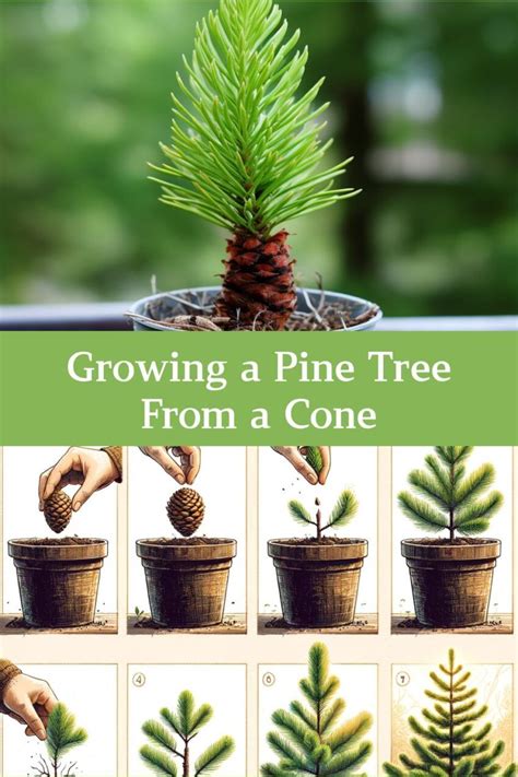 Growing A Pine Tree From A Cone Gardening Sun Home Vegetable Garden Container Gardening