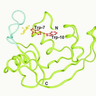 The three-dimensional structure of RNase 2. Coordinates were from... | Download Scientific Diagram