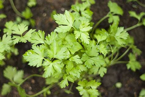 Como Plantar Salsa Em Casa Aprenda A Fazer Uma Horta Passo A Passo