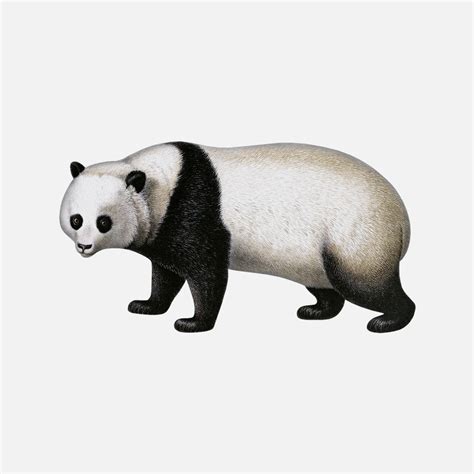 Giant Panda Animal - TofuJoe