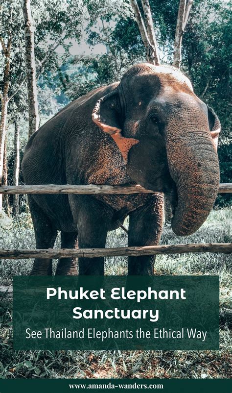 Elephant Jungle Sanctuary Phuket Artofit