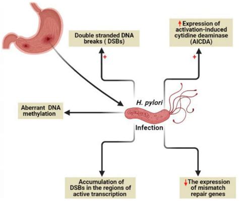 Role Of CagA Protein In Induction Of GC By Dysregulation Of Cell