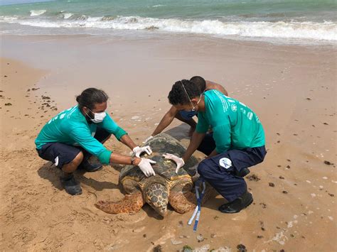 Tartaruga verde é encontrada morta na Praia da Jatiúca Alagoas 24