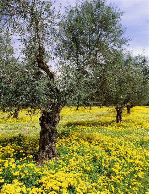 Olive Grove Stock Image E7701676 Science Photo Library