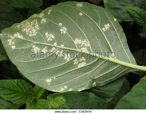 White Rust Albugo Bliti Blisters On The Upper Surface Of Amaranth Or