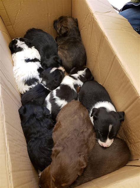 North Dakota Central Humane Society at Louis Brannan blog