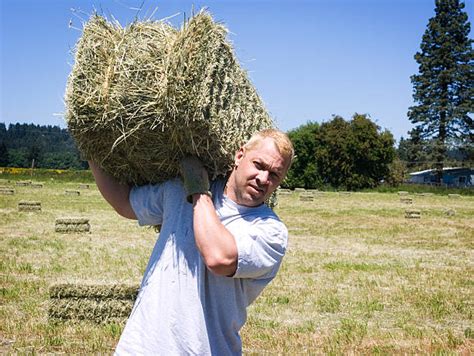 Gathering Hay Pictures Stock Photos Pictures And Royalty Free Images