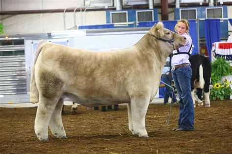 Rcc Blog Grand Champion Steer At The Cattle Bonanza Sired By Here I Am