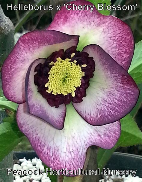 Helleborus x 'Cherry Blossom' - Winter blooming perennial. | Цветы