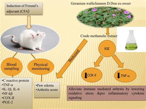 Geranium Wallichianum D Don Ex Sweet Ameliorates Rheumatoid Arthritis