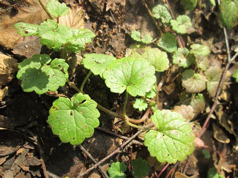 Glechoma Hederacea Grundbl Tter Vom Gundermann Glechoma H Flickr