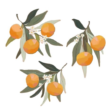 Premium Vector Set Of Orange Branches Hand Drawn Mandarin With Ripe