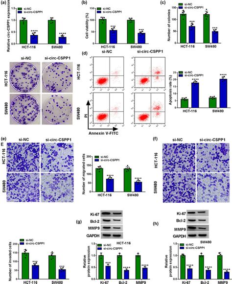 Circ Cspp1 Knockdown Attenuated Crc Cell Progression In Vitro By