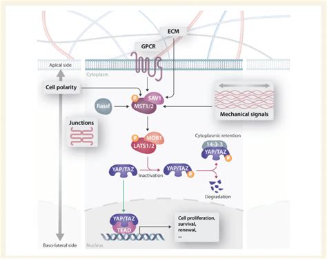 The Regulation Of Core Components In The Hippo Pathway The Hippo