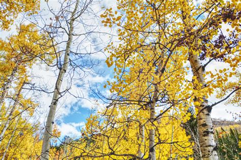 Aspen Trees Colorado | In a Nutshell... or Two