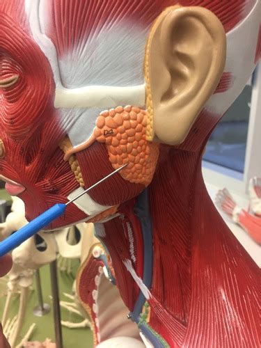 Salivary Glands Model Flashcards Quizlet