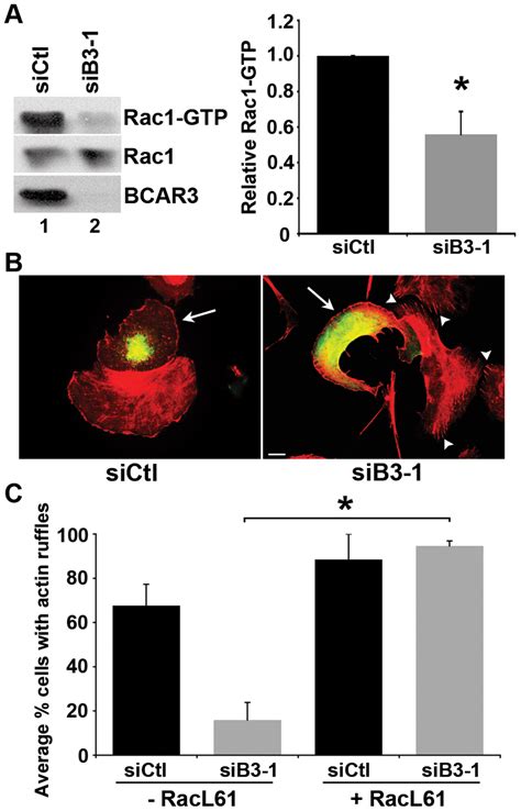 Bcar3 Promotes Rac1 Activity A Bt549 Cells Transfected With Sictl